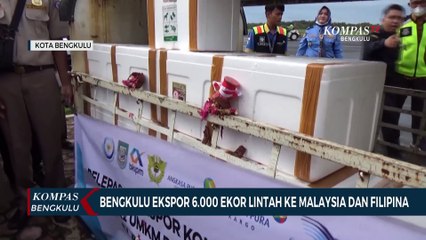 Bengkulu Ekspor 6.000 Ekor Lintah ke Malaysia dan Filipina