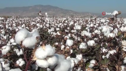Denizli'de pamuk hasadı devam ediyor