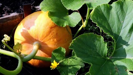 Scienza & Salute: Lasciamoci 'stregare' dalla bontà della zucca