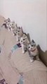 Star Wars: Attack of the Cloned cats Funny Cats
