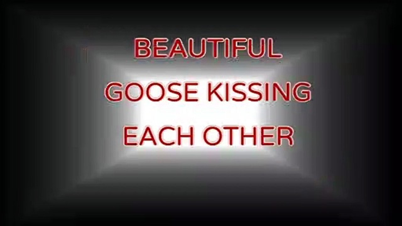 Beautiful kissing of goose