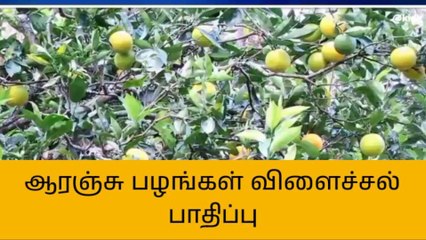 கொடைக்கானல்: தொடர் மழையால் ஆரஞ்சு பழங்கள் விளைச்சல் பாதிப்பு