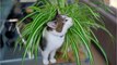 Cat-toxic plants revealed, and you probably have them in your house
