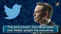 'The bird is free', Elon Musk takes over Twitter, purges top executives