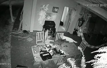 Após brigar com gato, cachorro abre portão eletrônico e foge de casa em MS