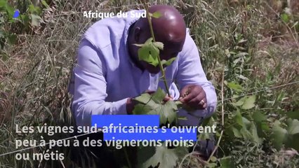 L'Afrique du Sud s'ouvre laborieusement aux vignerons noirs