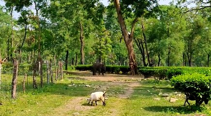 চা বাগানে আটকে দলছুট হাতির শাবক, তাকে জঙ্গলে ফেরাতে তৎপর বনদপ্তর | Oneindia Bengali