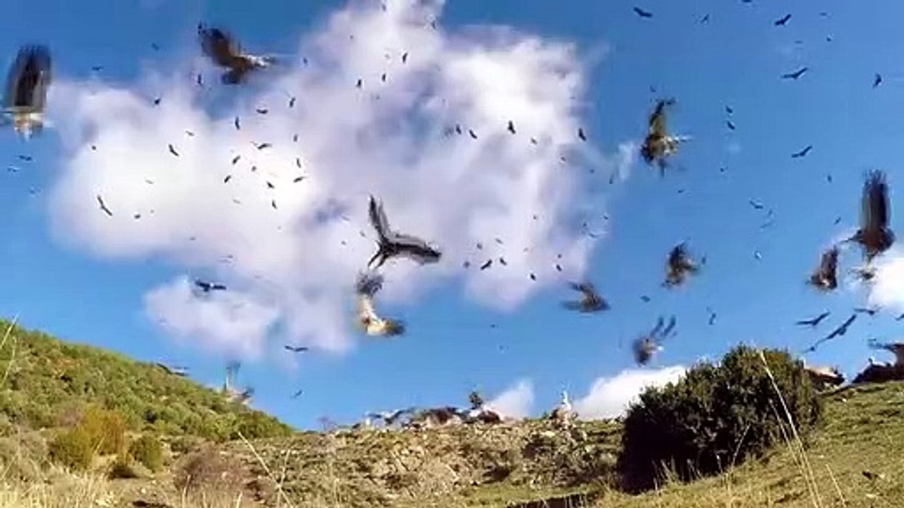 Most Amazing Eagle Attacks Ever Caught on Camera