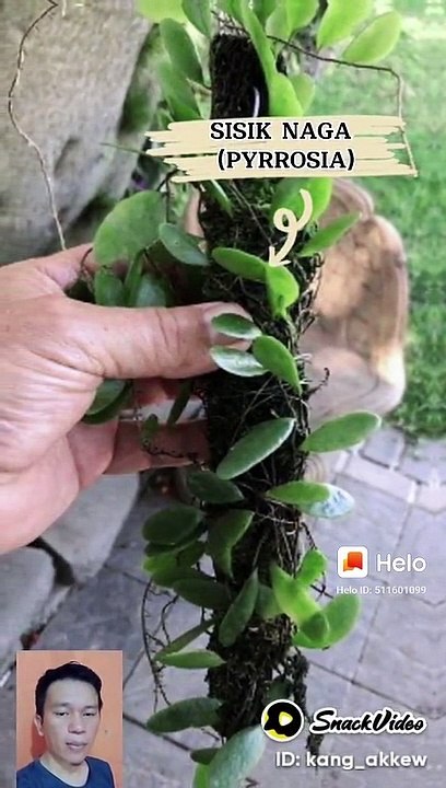 Daun sisik naga