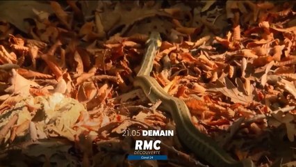 Retour à l’instinct primaire - 29 octobre