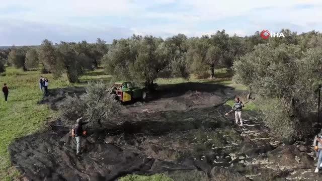 Zeytinyağı Üreticileri Federasyonu Başkanı uyardı: Böyle bir rakama sızma zeytinyağı verilmesi mümkün değildir