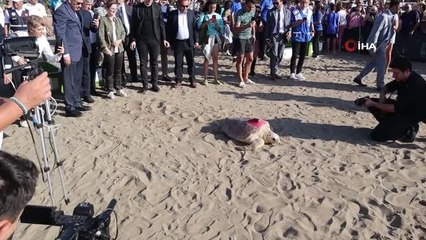 Deniz kaplumbağaları özgürlüğe kulaç attı