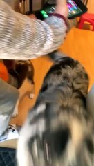 Ce chien détestera Halloween pour le restant de ses jours