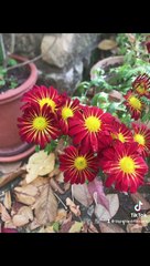 Fleurs jardin maison