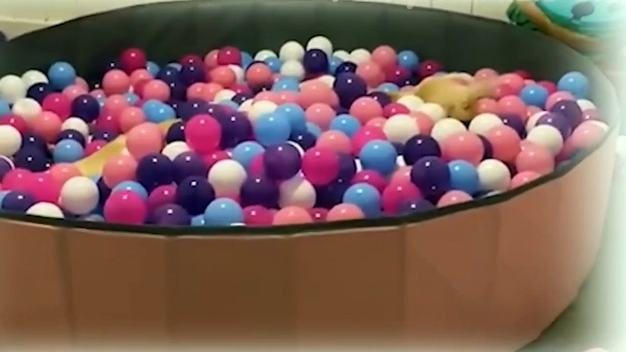 Funny Animals