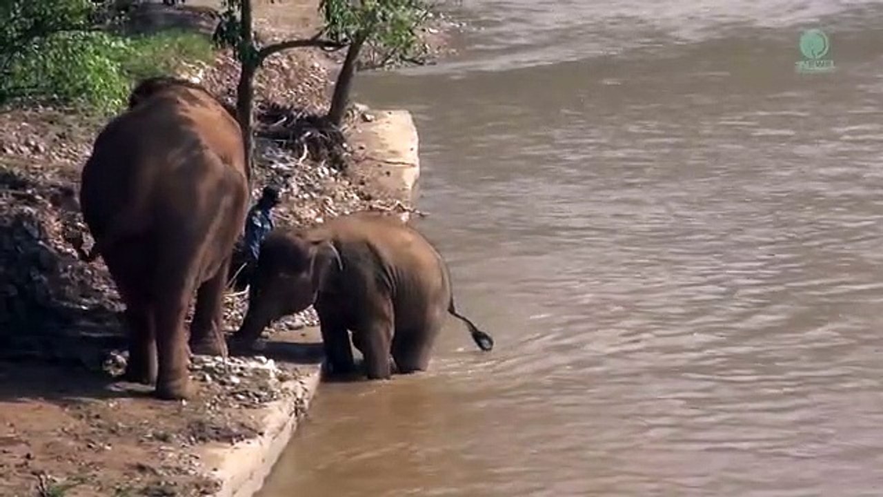 atikashsingh,Nanny Comes Along To Reassure The Young Elephant To Proceed Into Water