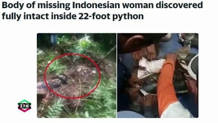 Body of missing Indonesian woman discovered fully intact inside 22-foot python