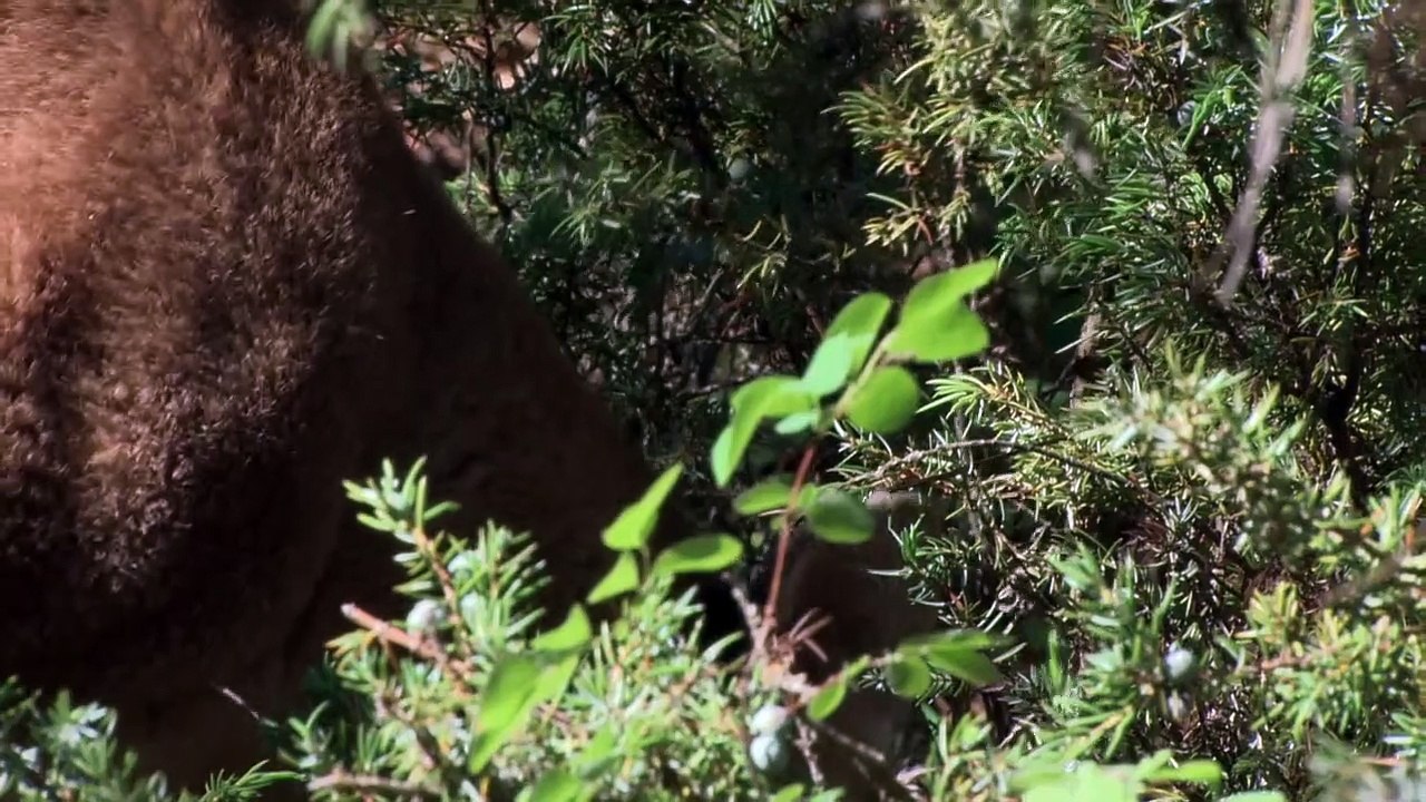 Wenn Tiere angreifen Staffel 2 Folge 10 HD Deutsch