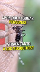 ¿Por qué algunas personas son como imanes de mosquitos?