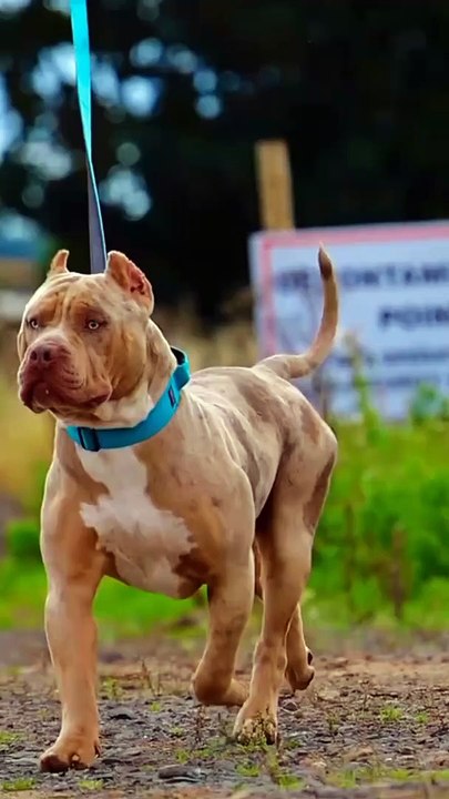 Respect for dog 
