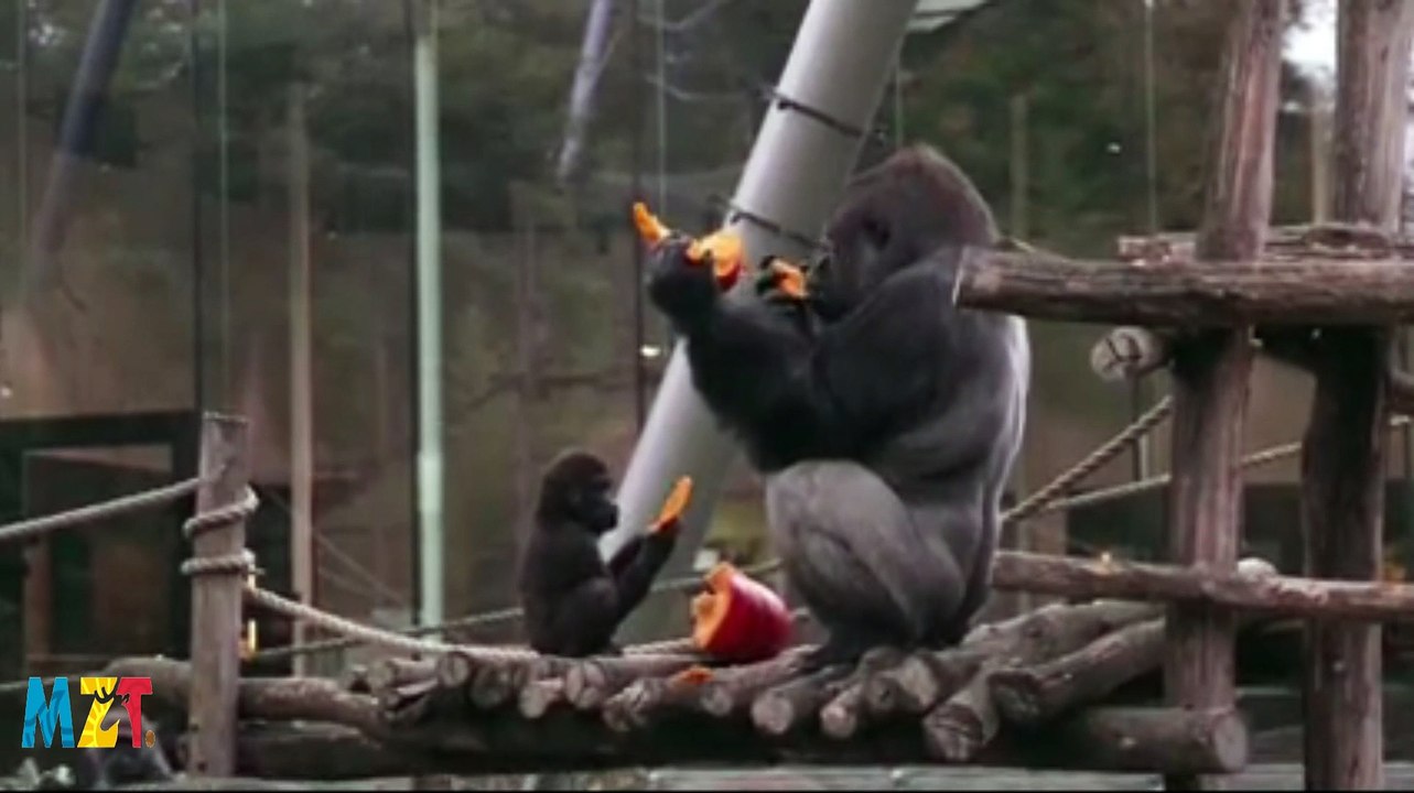 Belgian zoo animals feast on pumpkins for Halloween