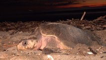 Arriban más de 15 mil tortugas a Playa la Flor, en Rivas