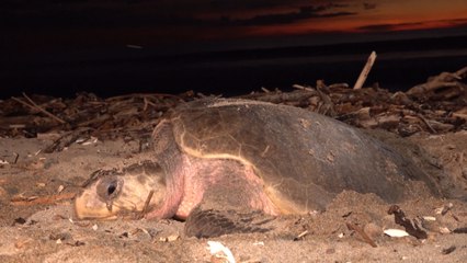 Arriban más de 15 mil tortugas a Playa la Flor, en Rivas