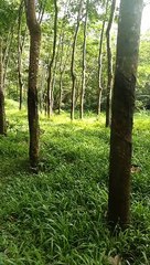 Pohon karet yang mempesona