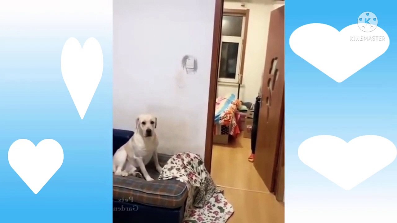 Momen Lucu Hewan yang Kucing dan Anjing