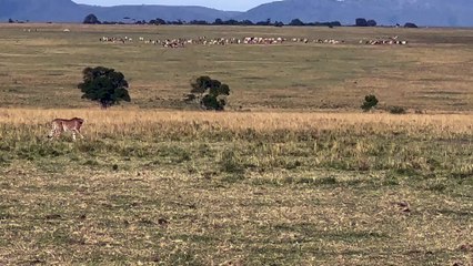 Mama Warthog Chases Off Cheetah