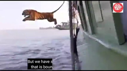 Tiger’s jump from boat during release in Sundarbans !