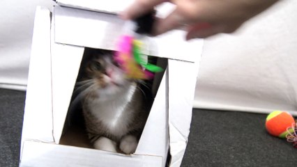 Adorable Little Cat Plays with Me