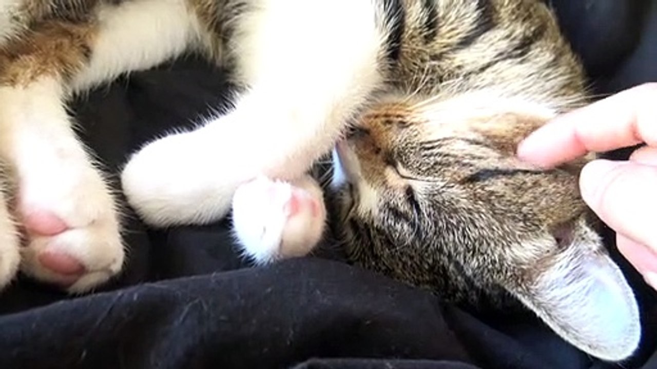 Purring Kitten Won't Move