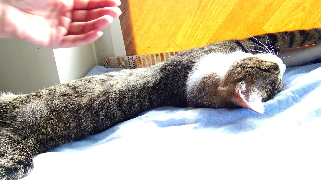The Stretched Kitten
