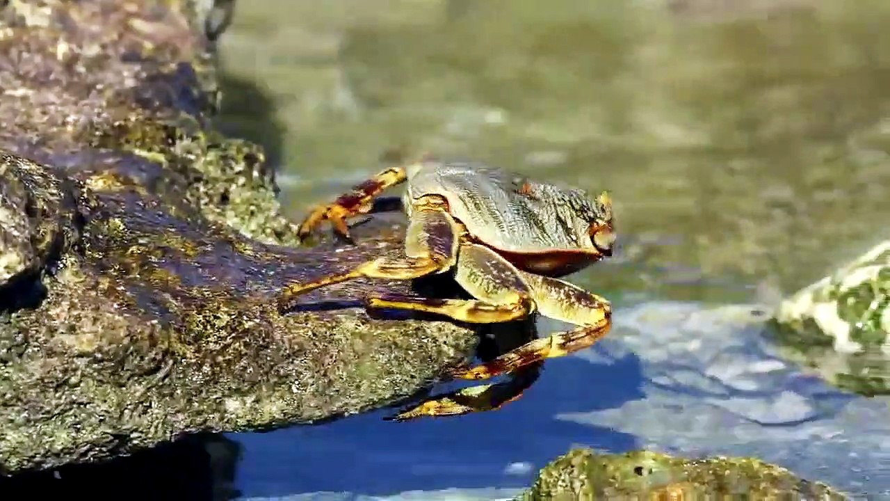 Big Pacific - Se1 - Ep03 - Voracious HD Watch HD Deutsch