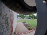Snake Keeps Setting Off Doorbell Camera Alarm