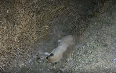 ANKARA'DA 8 KÖPEK ÖLÜ BULUNDU