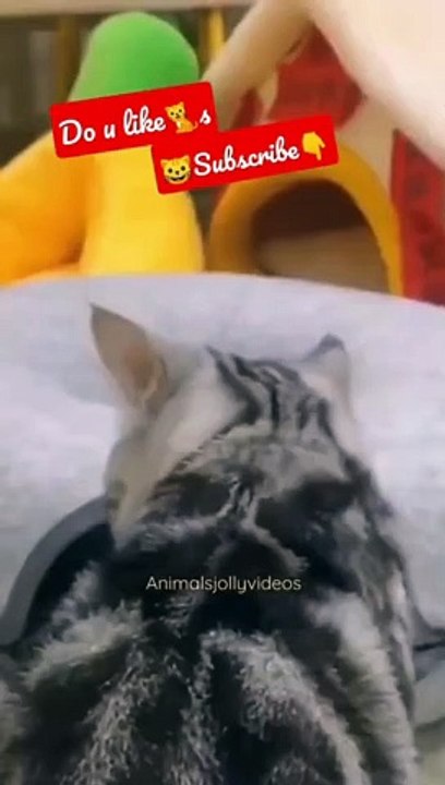 New Sitting for Cat #funny animal video #funny video #funny moment #kids special