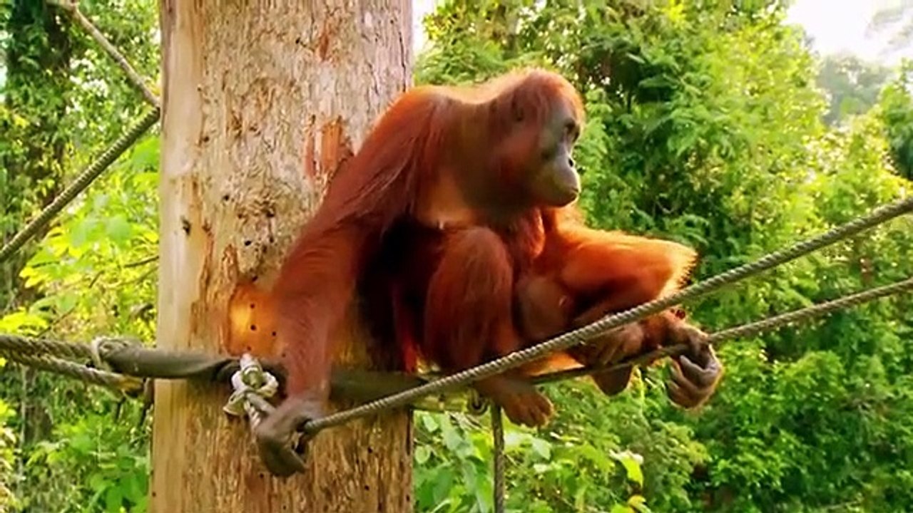 Meet the Orangutans - Se1 - Ep04 HD Watch HD Deutsch