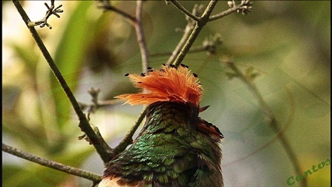 Canto de la Coqueta Coronada