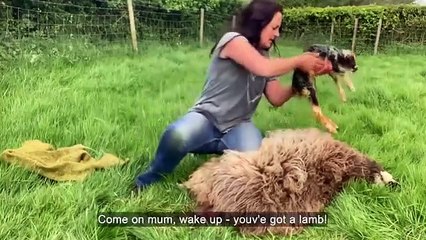 This Week on the Farm - Se1 - Ep03 HD Watch HD Deutsch