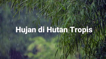 Hujan di Hutan Tropis Indonesia