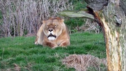 Auman singa si raja hutan yang menggelegar