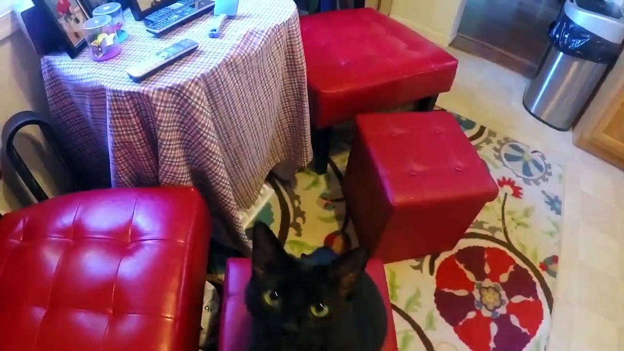 My Cat from Hell Se10 Ep07 My Therapy Cat Needs Therapy HD Watch