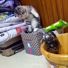 Video kucing lucu yg pernah ada