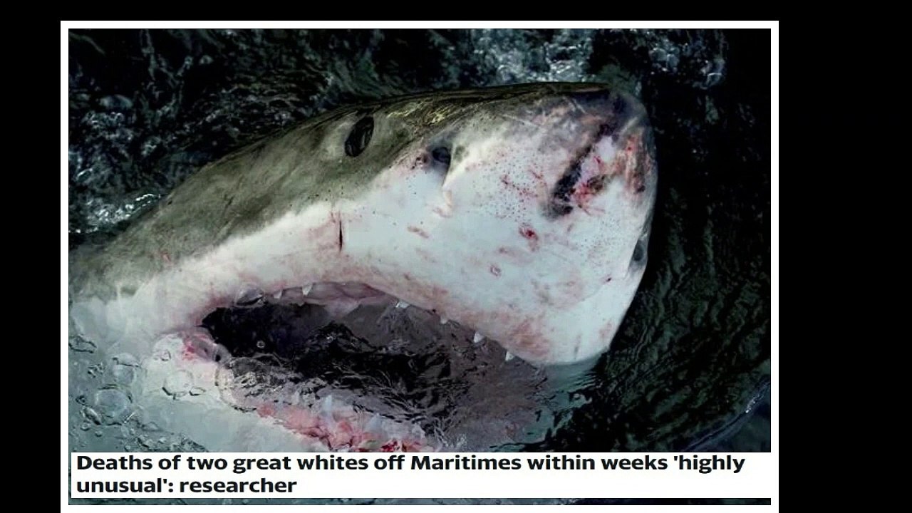 Deaths of two great whites off Maritimes within weeks 'highly unusual'_ researcher