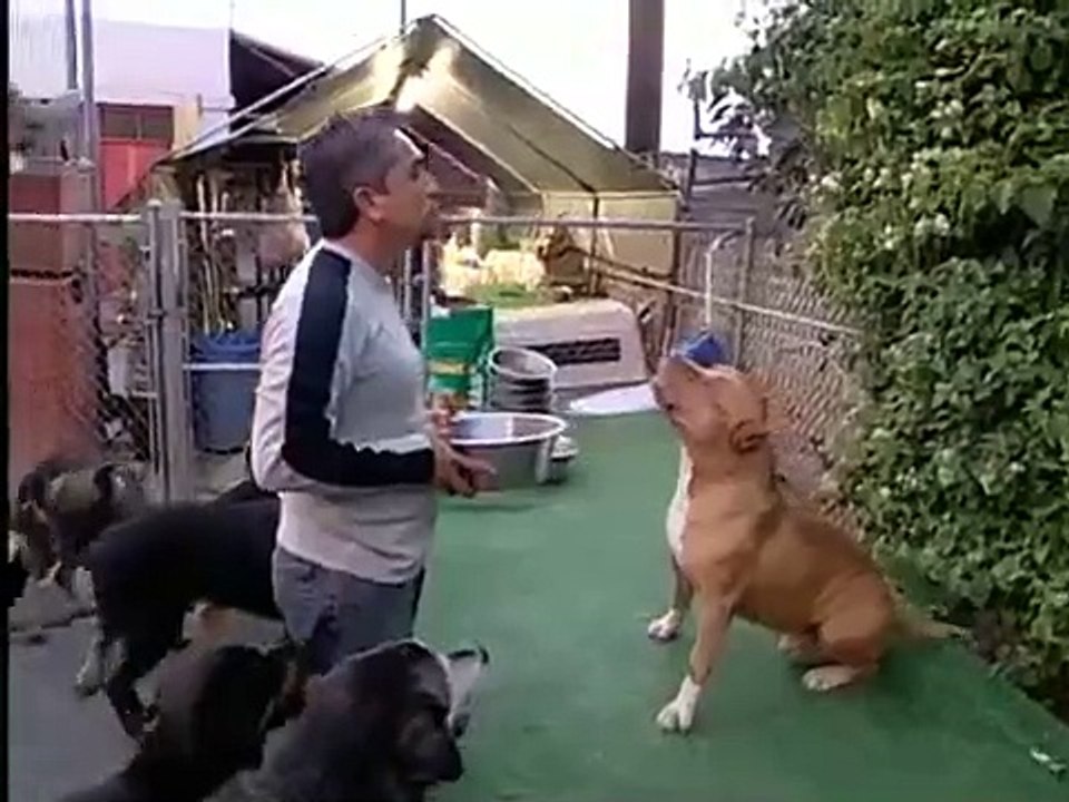 Dog Whisperer with Cesar Millan - Se1 - Ep01 HD Watch HD Deutsch