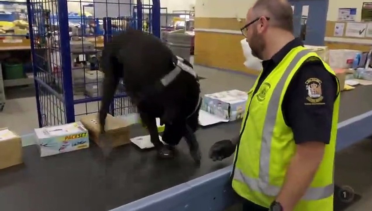 Dog Squad - Se9 - Ep05 HD Watch HD Deutsch