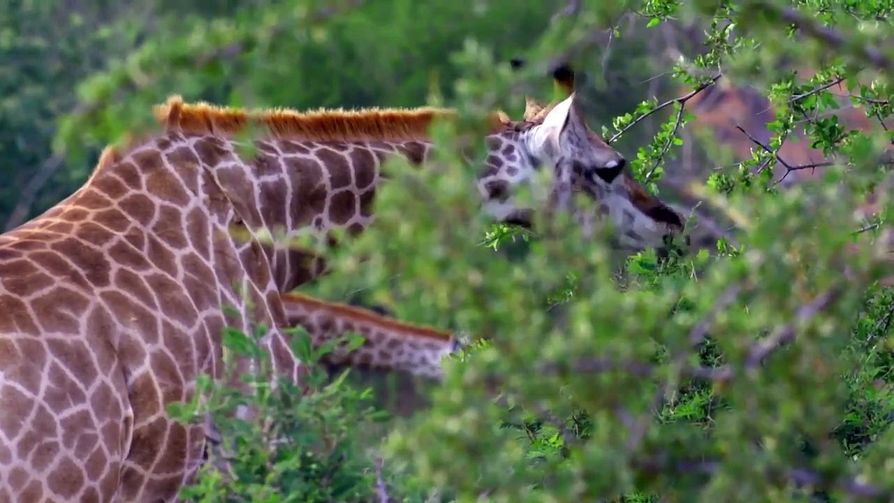 I Was Prey - Se2 - Ep02 - 20-Foot Trr HD Watch HD Deutsch