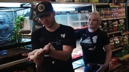 Scaled - Se1 - Ep08 - Jurassic Blue-Tongue Skink HD Watch HD Deutsch
